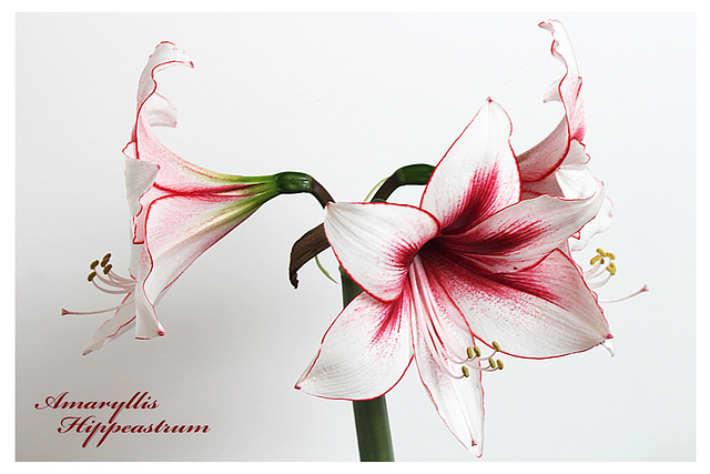 Amaryllis Hippeastrum - 25.1.2014