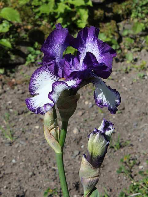 Iris 'Art Deco' (4)