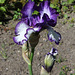 Iris 'Art Deco' (4)