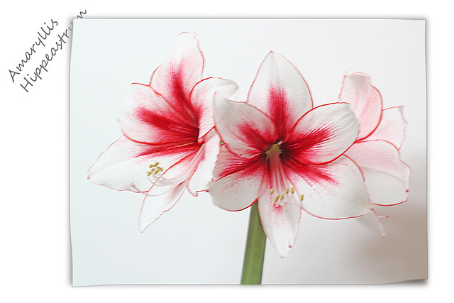 Amaryllis Hippeastrum - 25.1.2014