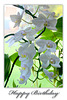 White orchids - Happy Birthday