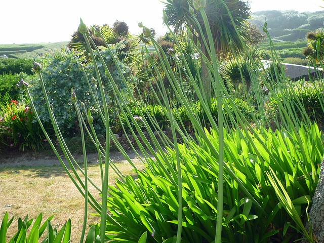 Agapanthus in bud