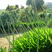 Agapanthus in bud