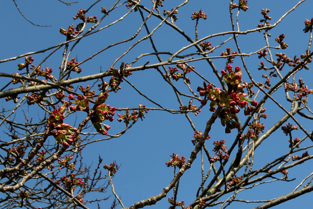 Prunus serrulata (3)