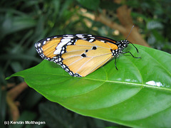 Schmetterling (Wilhelma)