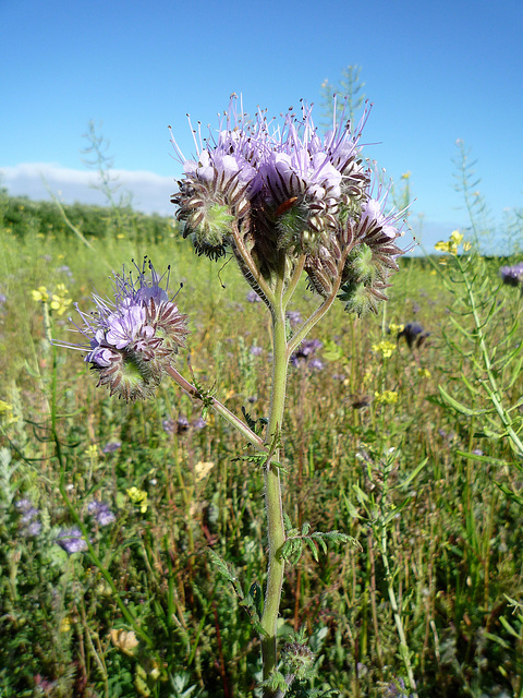 Phacelia