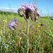 Phacelia