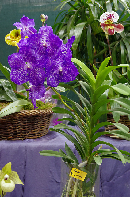 Vanda 'Blue Magic'