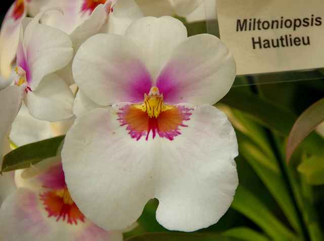 Miltoniopsis 'Hautlieu'