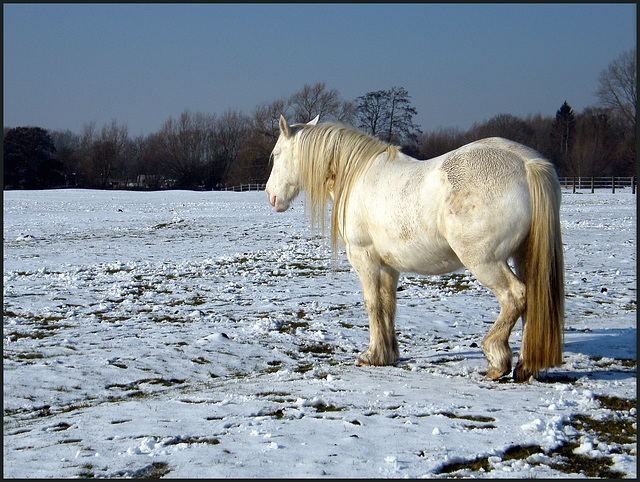 white horse in winter