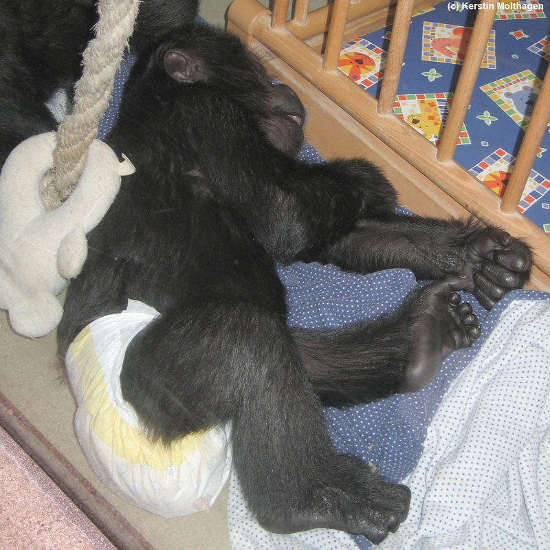 Gorillababy Monza (Wilhelma)