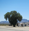 Essex, CA  0051a