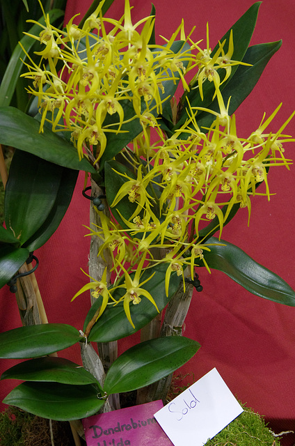 Dendrobium 'Hilda Poxon'