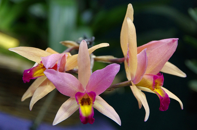 Laelia anceps 'Sunset Boulevard'