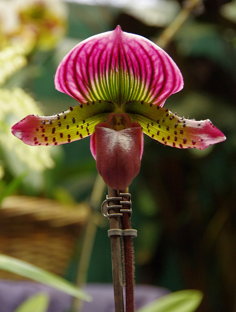 Paphiopedilum Shin-yi-Heart x Hung Shang Pulsa