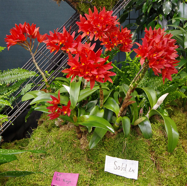 Laeliocattleya 'El Rojo'