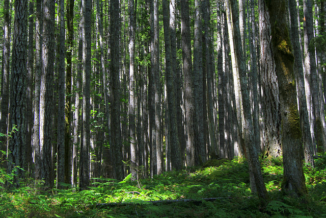 Elwha Valley Forest