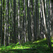 Elwha Valley Forest