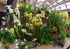 The Orchid Society of Great Britain stand