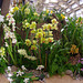 The Orchid Society of Great Britain stand