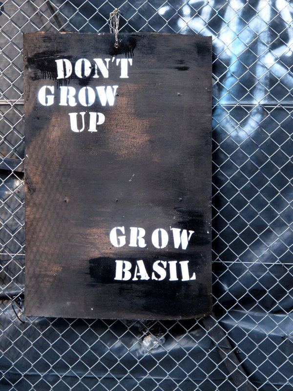 Grow Basil