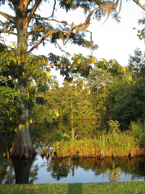 Brices Creek, August