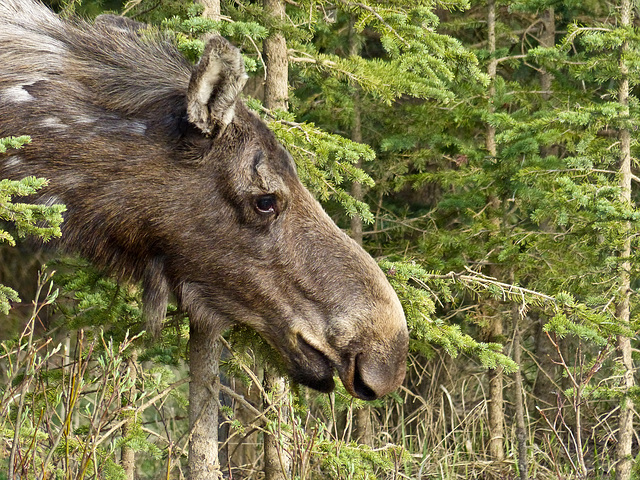 Close encounter of the good kind