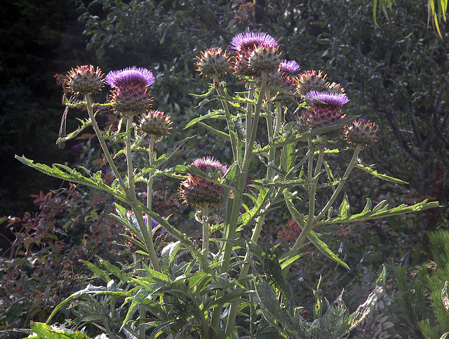 Cardoon