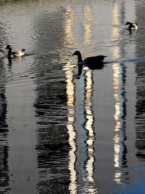 Grand Union Canal Reflection 3