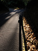 Long Shadow