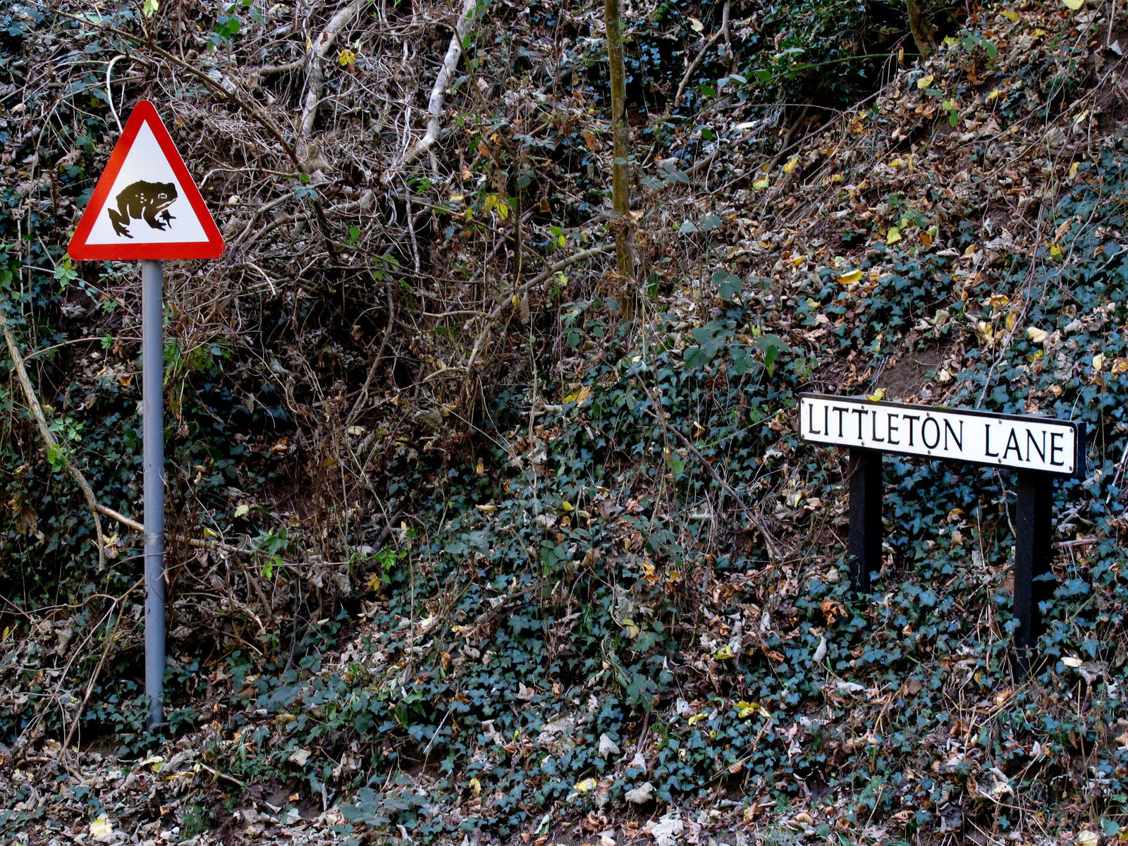 Frog Crossing