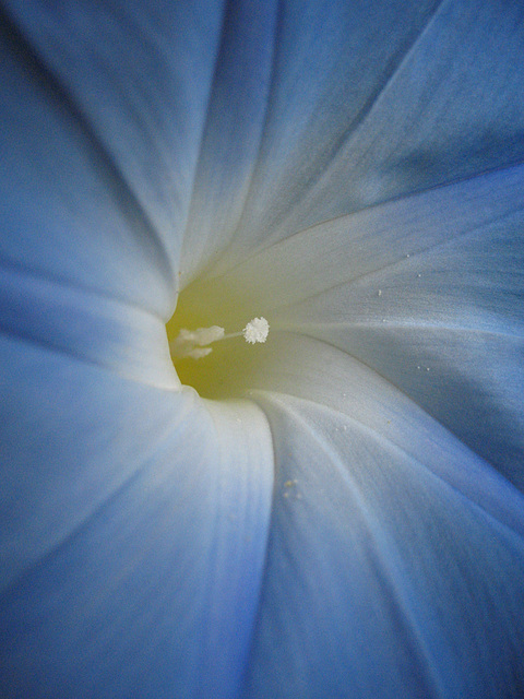 Stamen