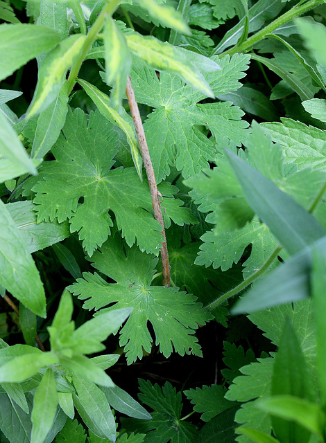 Geranium phaeum (4)