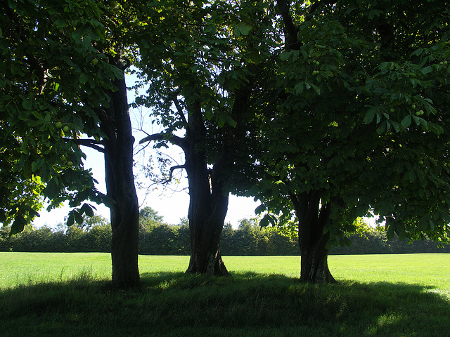 3 conker trees