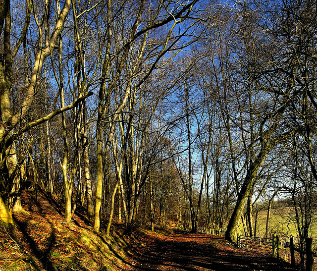 Winter in Raven's Clough Wood, Brierfield.