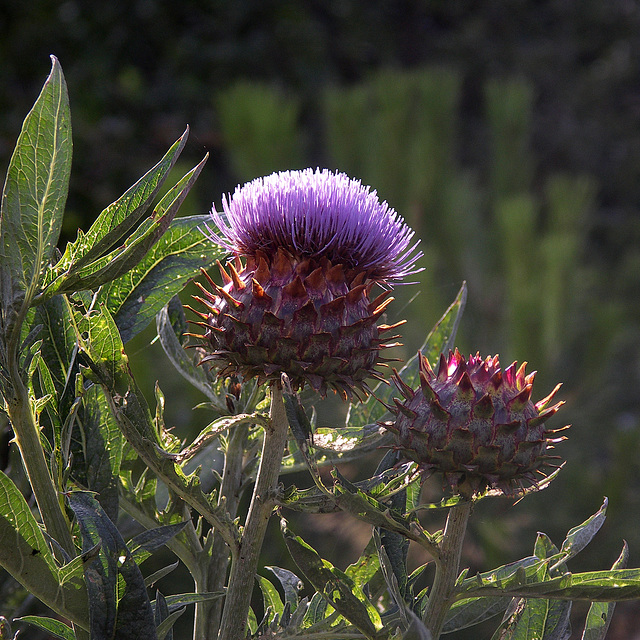 Cardoon