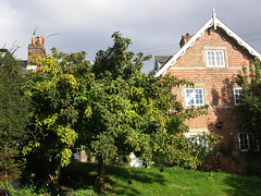 Medlar tree