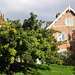 Medlar tree