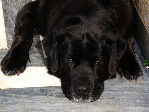 Baco 1998 - 2013