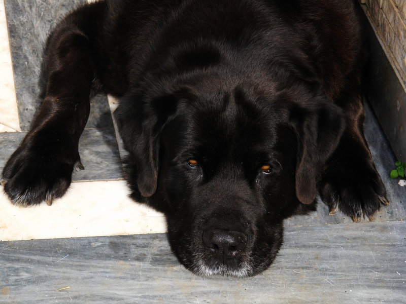 Baco 1998 - 2013