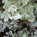 Lichen - Parmélies: sulcata dessous , caperata dessus