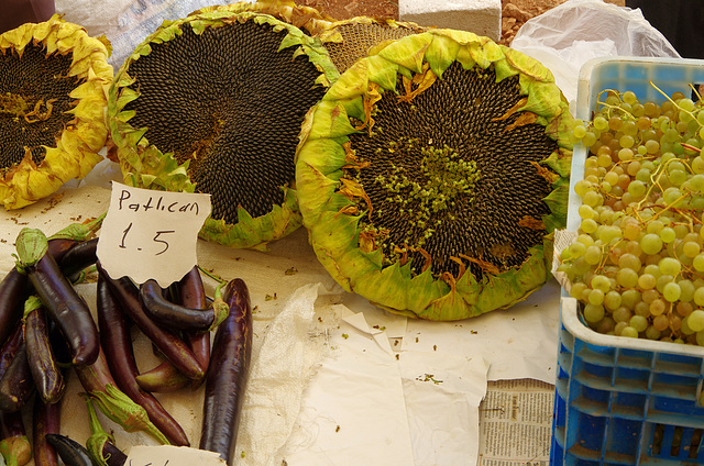 sunflower heads