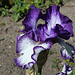 Iris 'Art Deco' (5)