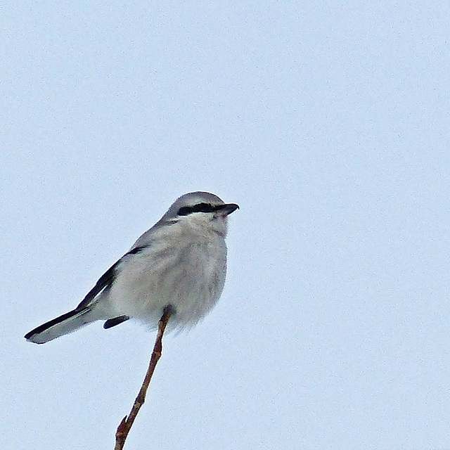 Northern Shrike - Butcher Bird