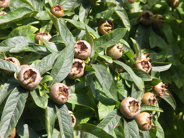 Medlars