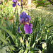 Iris & Dogwood Petals