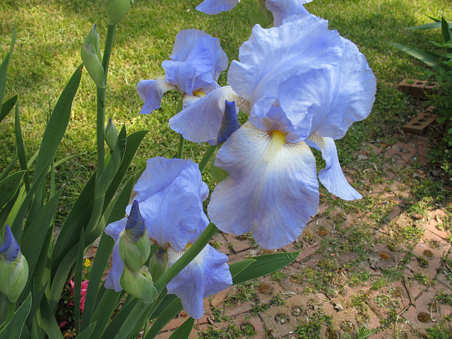 Blue Iris