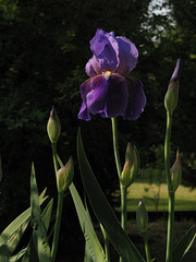 Iris