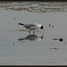 black-headed gull