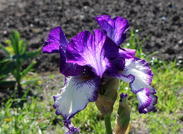 Iris 'Art Deco' (6)